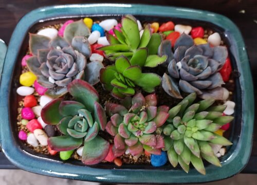 多肉植物怎么修剪方法