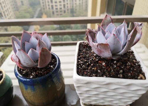 多肉植物怎么修剪方法