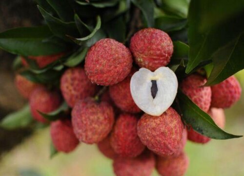 荔枝种子怎么发芽快