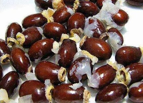 荔枝种子怎么发芽快