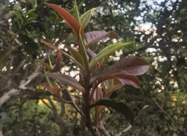 紫娟茶属于什么茶类