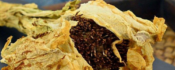 干雪莲花的食用的禁忌