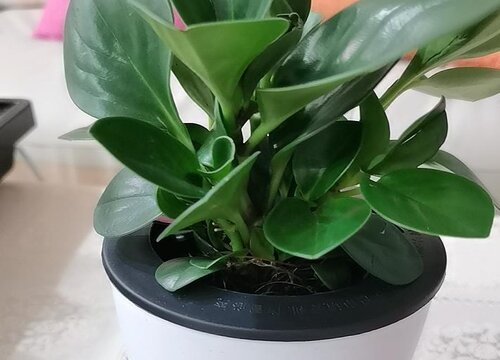 什么绿植合适室内种