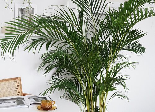 什么绿植合适室内种