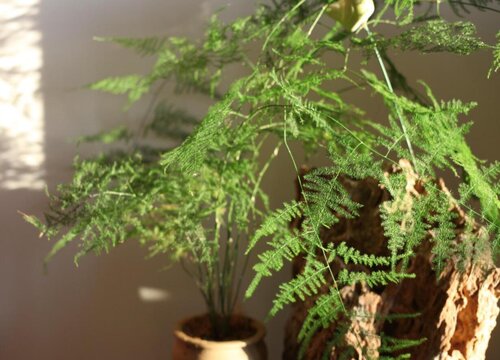 什么绿植合适室内种