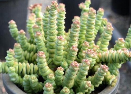 多肉钱串高温天如何养护叶片肥厚