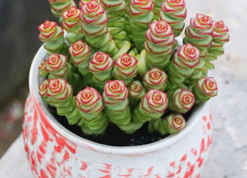 多肉钱串高温天如何养护叶片肥厚