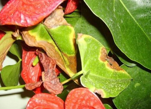 红掌炭疽病的发病原因与治疗方法