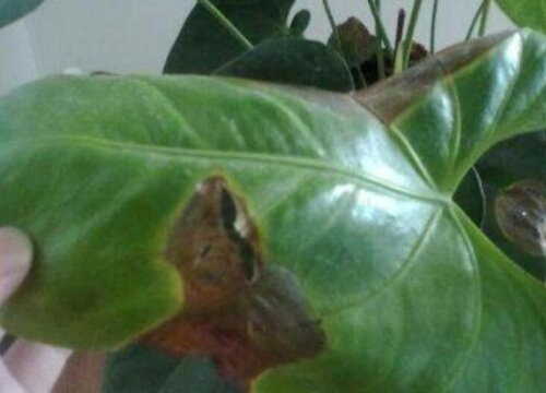 红掌炭疽病的发病原因与治疗方法