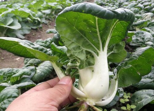 小白菜怎么洗才干净