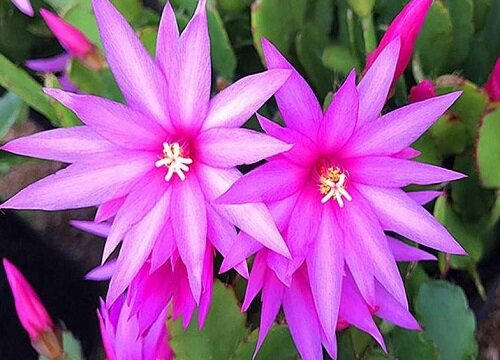 仙指兰花期是什么时候