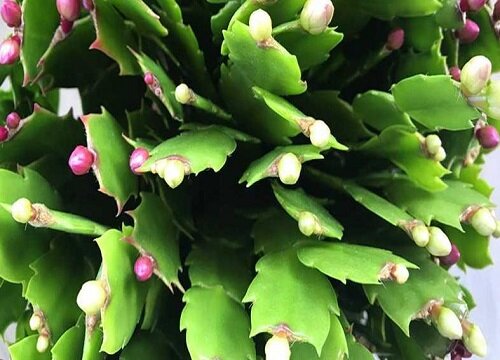 仙指兰花期是什么时候