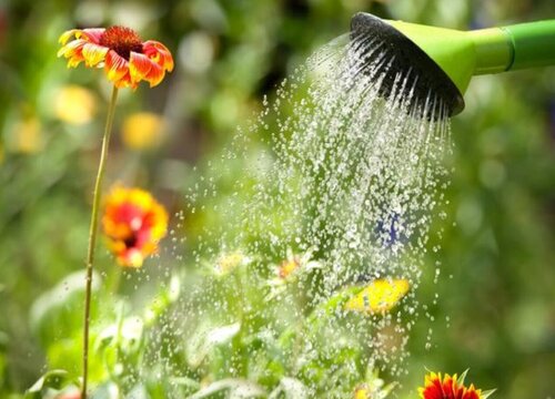 尿液可以直接浇花吗