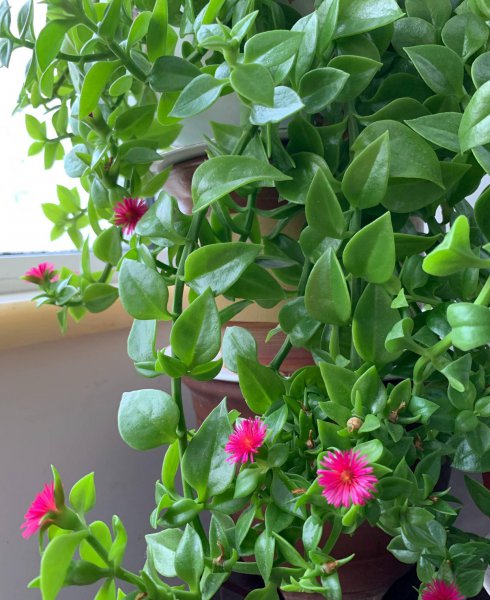 适合家里养的花有哪些