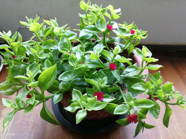 适合家里养的花有哪些