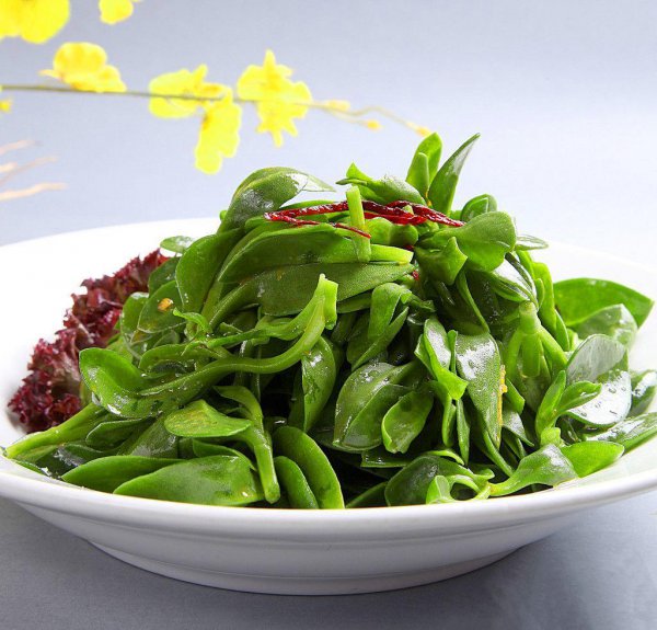 适合家里养的花有哪些