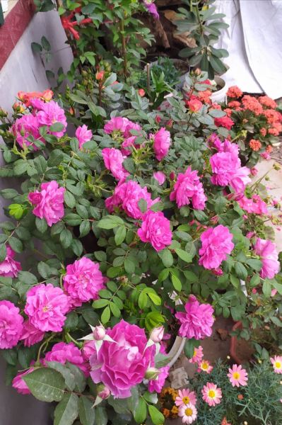 适合家里养的花有哪些