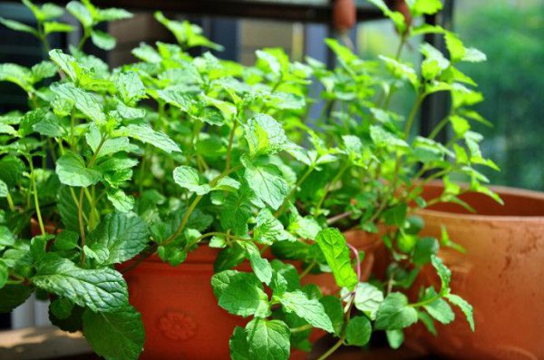 适合家里养的花有哪些