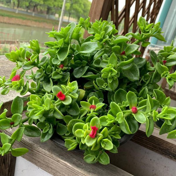 适合家里养的花有哪些