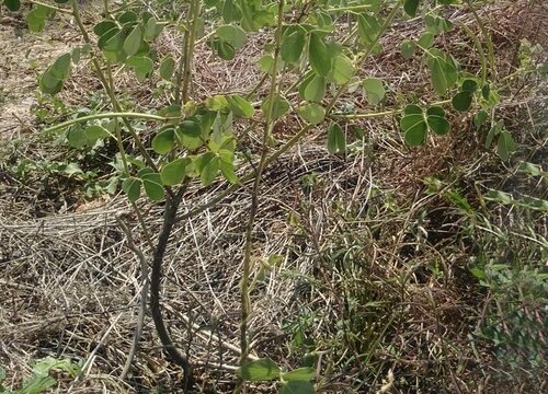 决明子为什么不能在家里养