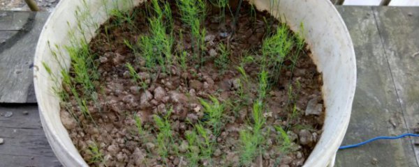 盆栽芦笋苗的管理浇水方法