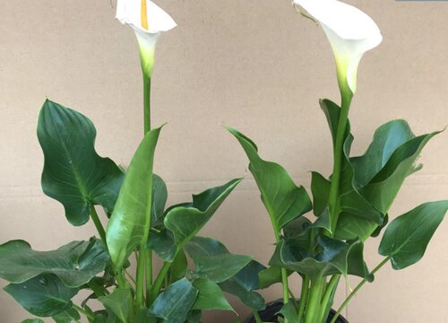 白色马蹄莲花语和寓意