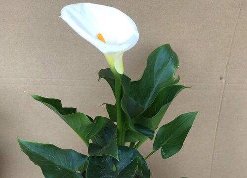 白色马蹄莲花语和寓意