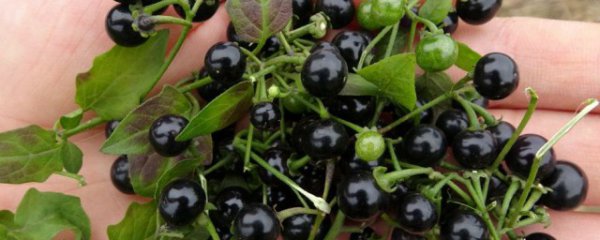 龙葵果可以直接吃吗