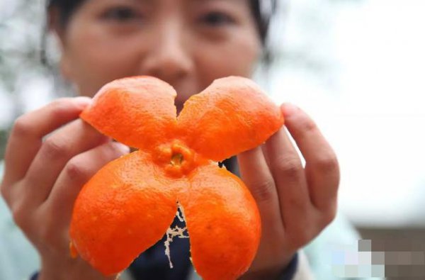 陈皮产地排名前十的品牌