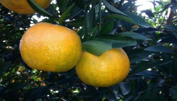 陈皮产地排名前十的品牌