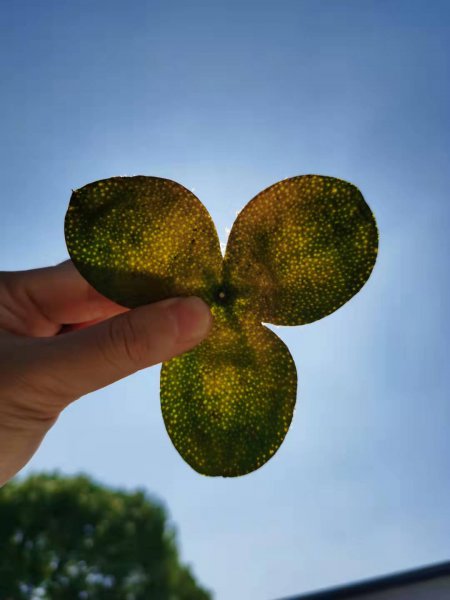 陈皮产地排名前十的品牌