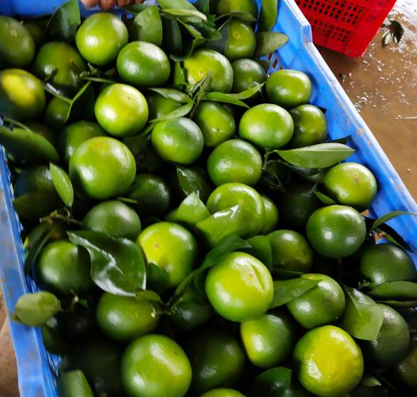 陈皮产地排名前十的品牌