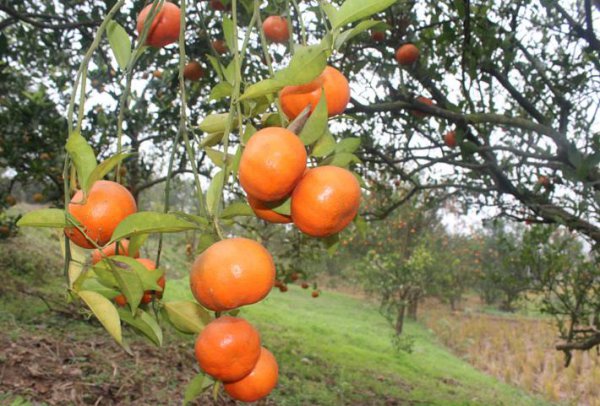 陈皮产地排名前十的品牌