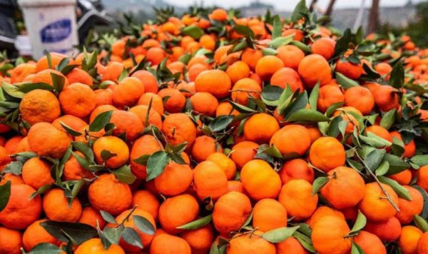 陈皮产地排名前十的品牌