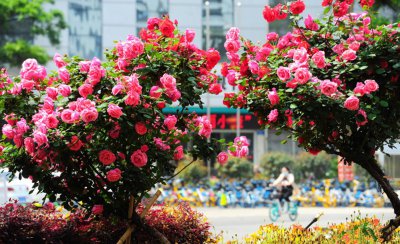 棒棒糖月季用什么杆嫁接 月季嫁接棒棒糖教程