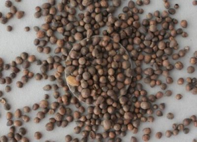 凤仙花种子播种时间 凤仙花种子什么时候播种最好