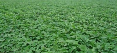 地瓜后期怎样管理 红薯生长后期叶面怎么管理产量高