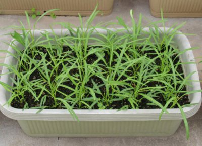 空心菜扦插种植时间 空心菜扦插种植时间和方法