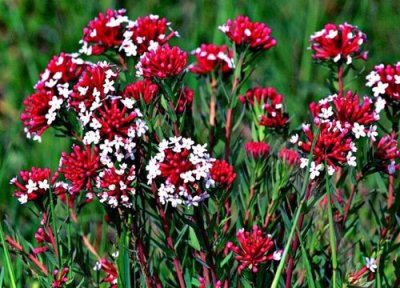 狼毒花特点 狼毒花的功效与作用