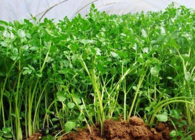 香芹和芹菜区别 香芹和芹菜的区别图片