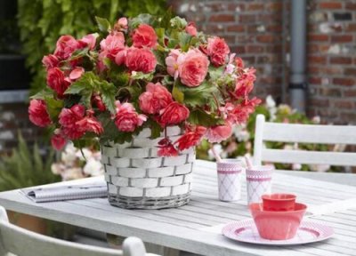 球根海棠的养殖方法 球根海棠的养殖方法和注意事项