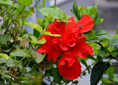 扶桑什么时候开花 花期是几月