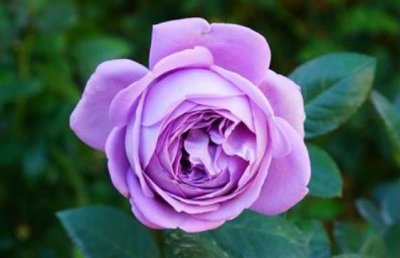 微蓝月季优缺点 有点蓝抗病性好不耐晒适合阳台养