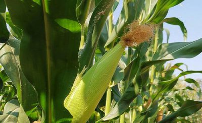 玉米钻心虫怎么防治效果好 玉米钻心虫比较严重打什么药