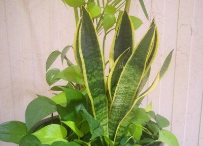 虎皮兰花语 虎皮兰的花语和寓意