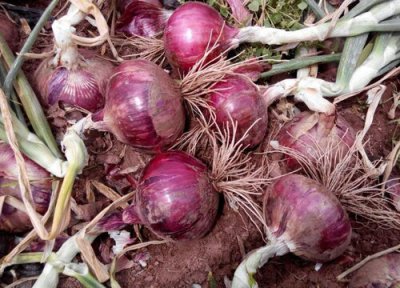 洋葱种植技术和管理方法 详解洋葱栽培步骤与技术要点