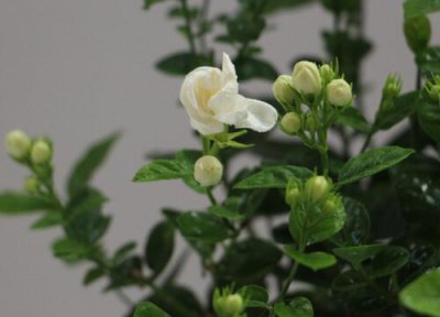 茉莉喜阴还是喜阳 茉莉花喜阴还是喜阳光的植物