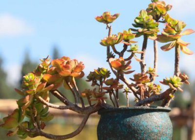 古木多肉该如何养护 木屑可以养多肉植物吗