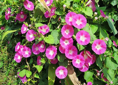 喇叭花花语 喇叭花的花语和寓意