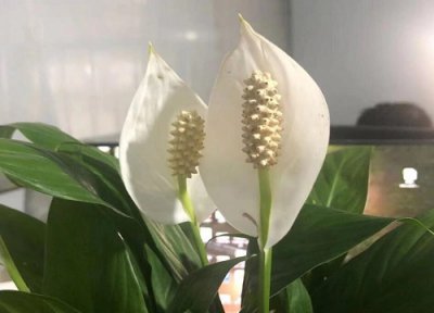 白掌摆放哪里招财 摆放什么位置对风水最好